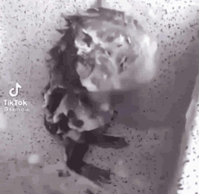 a black and white photo of a frog swimming in a tub .