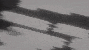 a black and white photo of a tree branch
