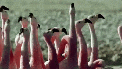 Flamingos What GIF - Flamingos What Huh GIFs