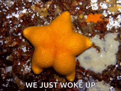 a starfish with the words " we just woke up " next to it