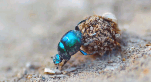 Sisyphus Beetle Funny Beetle GIF - Sisyphus Beetle Beetle Funny Beetle GIFs