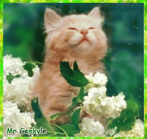 Mrgeekyle Kitten GIF - Mrgeekyle Kitten Cute GIFs