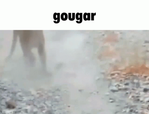 Gougar Gouger GIF - Gougar Gouger Cougar GIFs