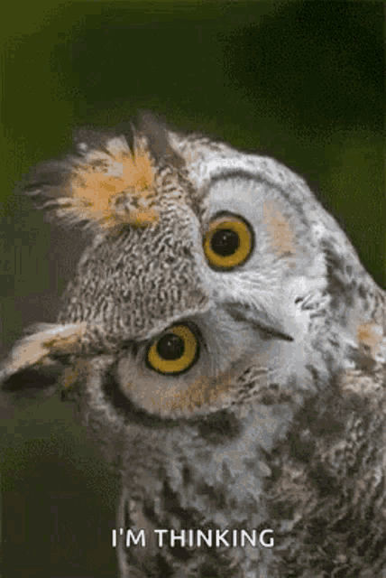 a close up of an owl 's face with the words `` i 'm thinking '' written on it .