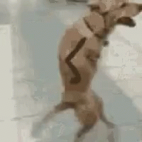 Cute Dog GIF - Cute Dog Walking GIFs