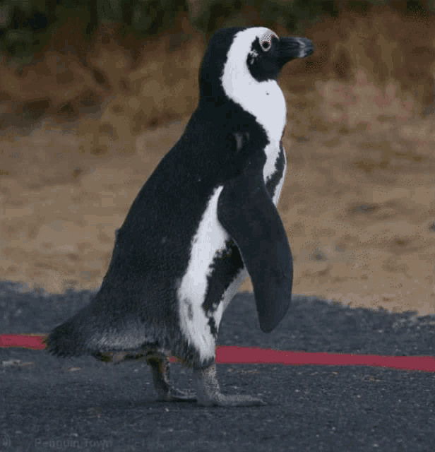 Penguin Penguins GIF - Penguin Penguins Shit GIFs