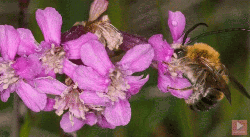 Bees Honeybees GIF - Bees Honeybees Sowegabeekeepersclub GIFs