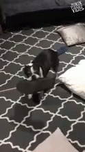 Dancing Doggy Excited Puppy GIF - Dancing Doggy Excited Puppy Shoe In Mouth GIFs