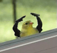 Bird Arms GIF - Bird Arms GIFs