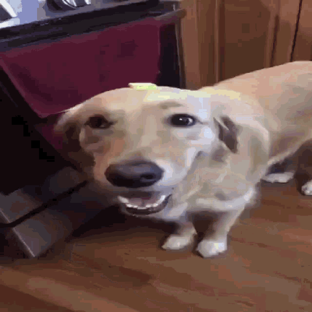 Butter Dog GIF - Butter Dog GIFs