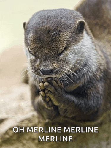 an otter with its eyes closed and the words oh merline merline merline on the bottom