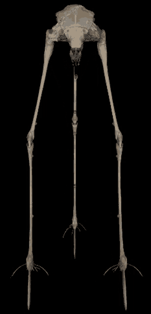 a model of a skeleton with long legs and a black background