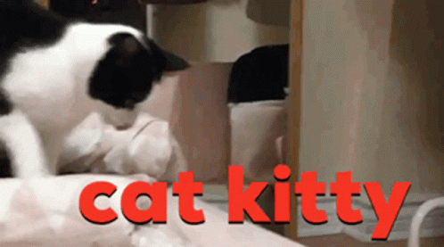 Cat Kitty GIF - Cat Kitty Playing GIFs
