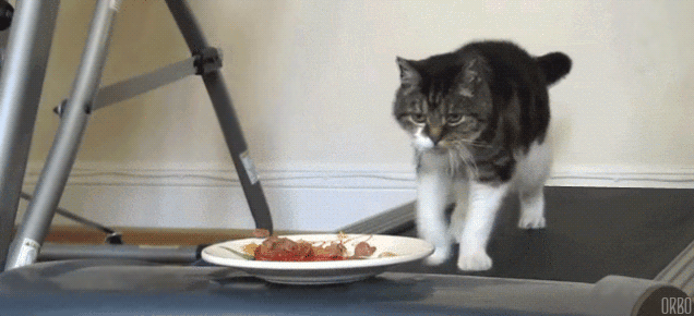 4 GIF - Cat Food Treadmill GIFs