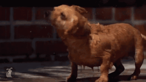 a dog is taking a bath in front of a brick wall and spraying water on itself .