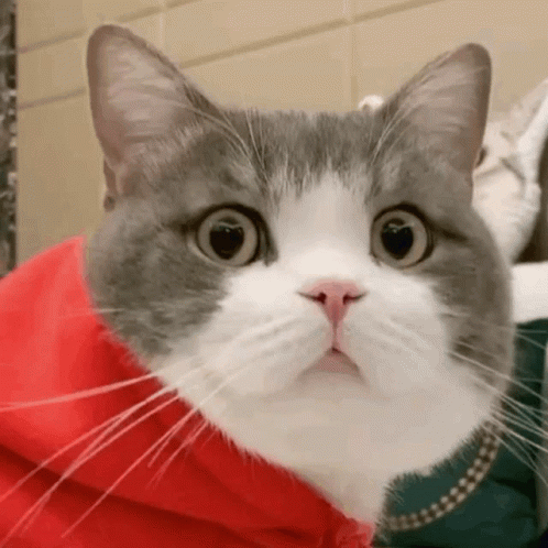 Dimden Cute Cat GIF - Dimden Cute Cat Cute GIFs