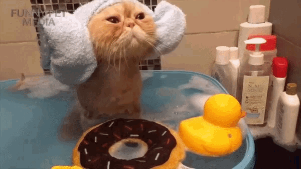 Cat Bath GIF - Cat Bath Bathing GIFs