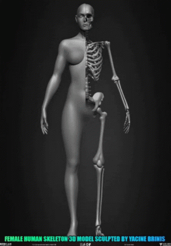 Female Girl GIF - Female Girl Skeleton GIFs