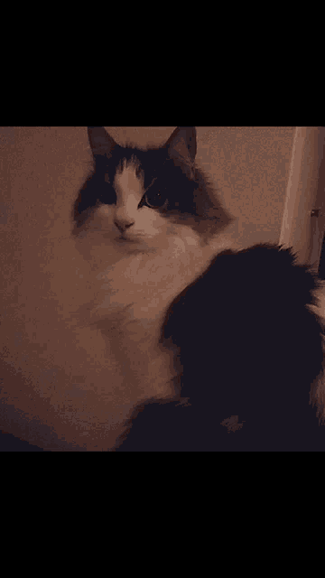 a black and white cat is sitting in front of a wall