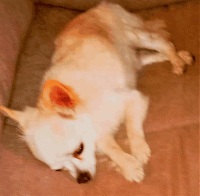 a dog laying on its back with a red ear