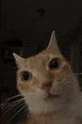 a close up of a cat 's face looking at the camera in a dark room .