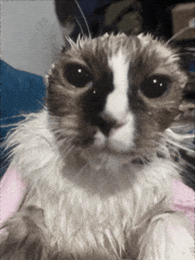 a close up of a cat 's face with a pink towel on its head