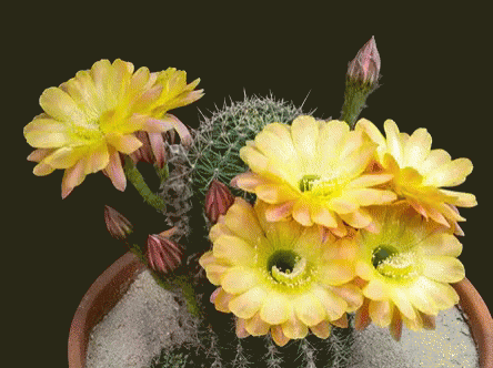 Cactus Flower GIF - Cactus Flower Bloom GIFs