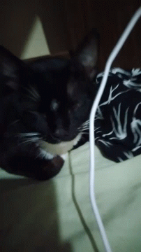 Tuxedo Cat Puro Changed GIF - Tuxedo Cat Puro Changed Cute Cat Dance GIFs