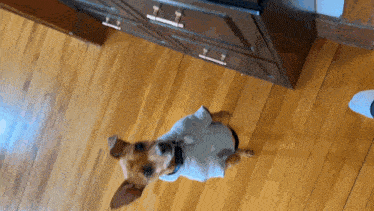 a small dog is standing on a wooden floor