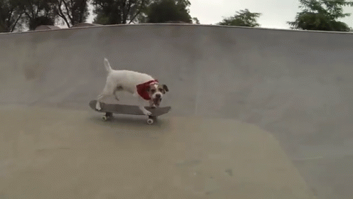 I'M A Dog, Dude GIF - Pool Dog Skateboarding GIFs