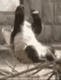 a panda bear is laying upside down on its back in a zoo enclosure .