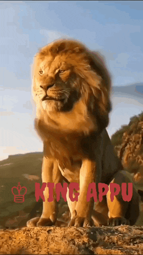 a lion is sitting on top of a rock with the words king appu in red