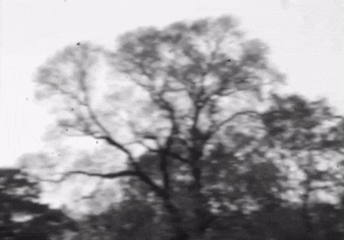 a black and white photo of a tree with a white sky in the background