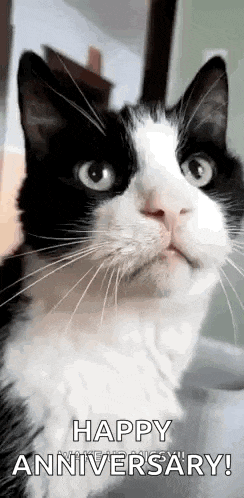 a black and white cat is sitting on a couch and looking at the camera .