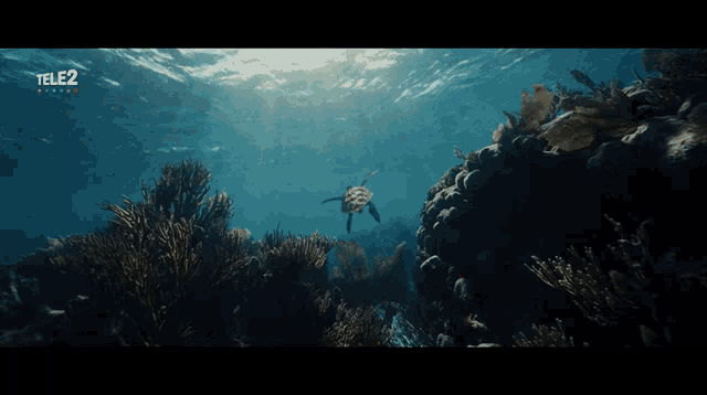 a turtle is swimming in the ocean with a tele2 logo on the bottom