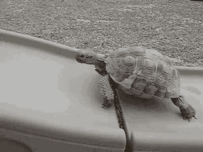 Turtle Slippery GIF - Turtle Slippery Fail GIFs