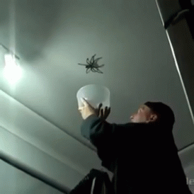 Spider Catch Fail GIF - Huge Spider Catch GIFs