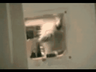 Raccoon Steals A Carpet GIF - Raccoons Invade House GIFs