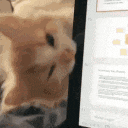 a cat is sitting in front of a computer screen looking at it .