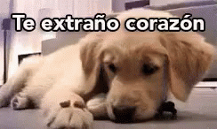 Te Extraño GIF - Dog Cute Sad GIFs
