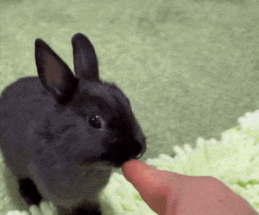 a person is petting a small black rabbit on a green carpet