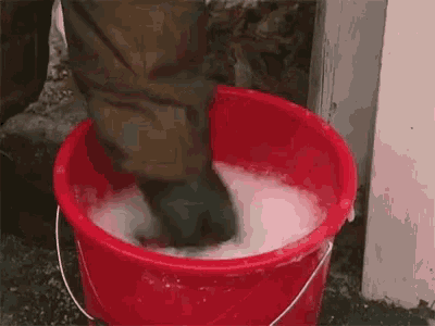 a person is washing their hands in a red bucket filled with soap .