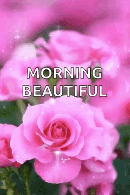 a bunch of pink roses with the words `` morning beautiful '' written above them .