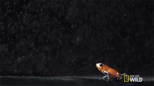 Leaping Frog That Frog Is Poison GIF - Leaping Frog That Frog Is Poison Untamed GIFs