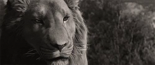 Aslan The Lion The Witch And The Wardrobe GIF - Aslan The Lion The Witch And The Wardrobe Narnia GIFs