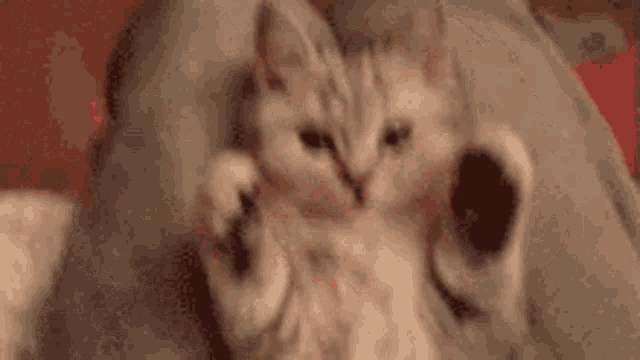 a person is holding a kitten in their arms and petting it 's paw .