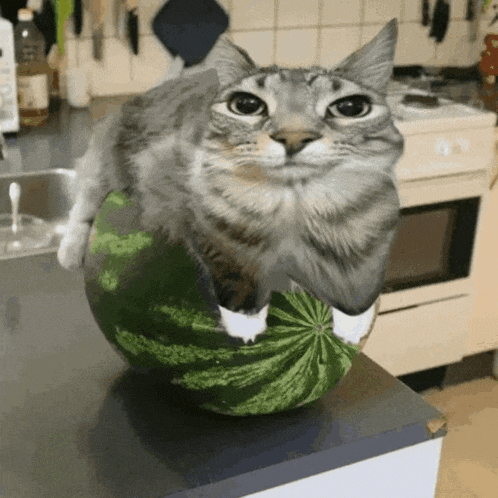 a cat sits on top of a watermelon on a counter