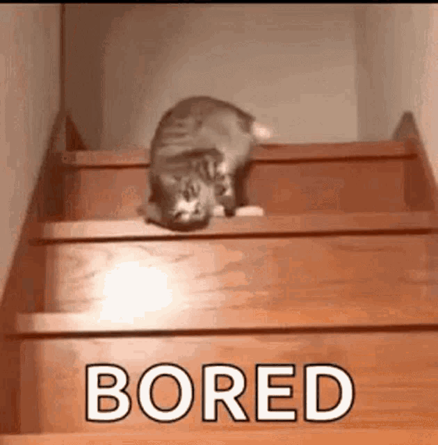 Bored Cat GIF - Bored Cat Kitty GIFs