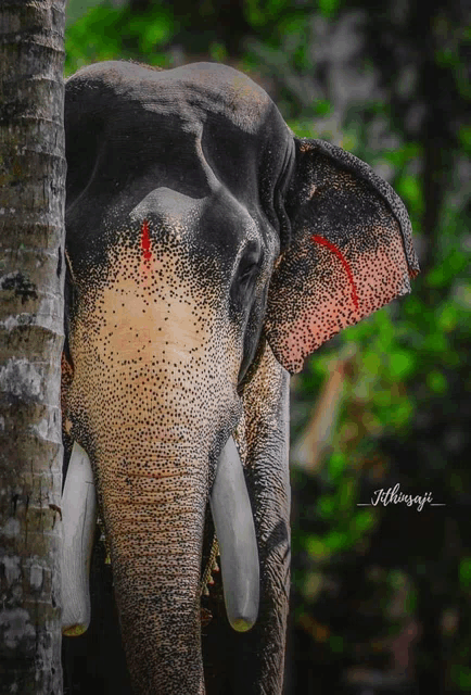 a close up of an elephant 's ear with the name jthhimsaji on the bottom
