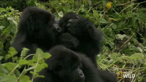 Babysit A Hard Life For A Gorilla GIF - Babysit A Hard Life For A Gorilla Taking Care GIFs